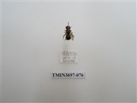 藏品(膜翅目(蜂))的圖片